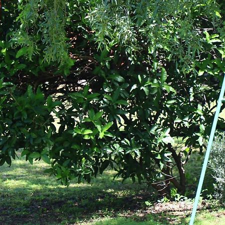 Bed and Breakfast Olive Tree Farm Magaliesburg Exterior foto