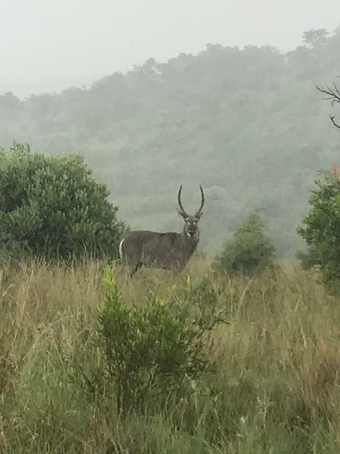 Bed and Breakfast Olive Tree Farm Magaliesburg Exterior foto